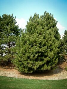 Сосна Чёрная (Pinus Nigra) купить по цене от 270.00р. в интернет-магазине «Посадика» с доставкой почтой в в Лукоянове и по всей России – [изображение №1].