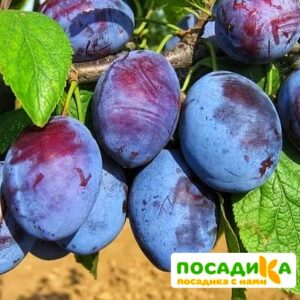 Слива Чачакская ранняя купить по цене от 229.00р. в интернет-магазине «Посадика» с доставкой почтой в в Лукоянове и по всей России – [изображение №1].