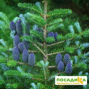 Пихта корейская (Abies koreana) купить по цене от 450.00р. в интернет-магазине «Посадика» с доставкой почтой в в Лукоянове и по всей России – [изображение №1].