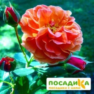 Роза Арабия купить по цене от 350.00р. в интернет-магазине «Посадика» с доставкой почтой в в Лукоянове и по всей России – [изображение №1].