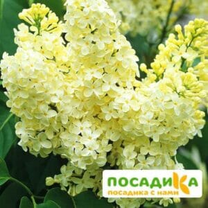 Сирень Примроуз (Primrose) купить по цене от 529.00р. в интернет-магазине «Посадика» с доставкой почтой в в Лукоянове и по всей России – [изображение №1].