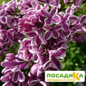 Сирень Сенсация купить по цене от 529.00р. в интернет-магазине «Посадика» с доставкой почтой в в Лукоянове и по всей России – [изображение №1].