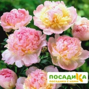 Пион Распберри Сандей (Paeonia Raspberry Sundae) купить по цене от 959р. в интернет-магазине «Посадика» с доставкой почтой в в Лукоянове и по всей России – [изображение №1].