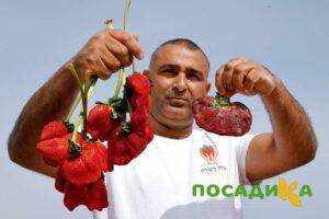 Клубника Гигант Джорнея купить по цене от 266р. в интернет-магазине «Посадика» с доставкой почтой в в Лукоянове и по всей России – [изображение №1].