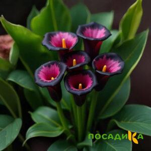 Калла Аура Лейс купить по цене от 400р. в интернет-магазине «Посадика» с доставкой почтой в в Лукоянове и по всей России – [изображение №1].