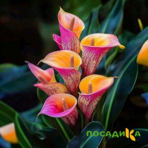 Калла Оникс купить по цене от 450р. в интернет-магазине «Посадика» с доставкой почтой в в Лукоянове и по всей России – [изображение №1].