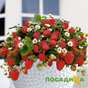 Клубника Рубиновый Шепот (горшечная) купить по цене от 240р. в интернет-магазине «Посадика» с доставкой почтой в в Лукоянове и по всей России – [изображение №1].