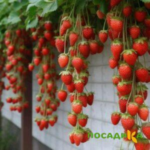 Клубника вьющаяся Комплимент купить по цене от 470р. в интернет-магазине «Посадика» с доставкой почтой в в Лукоянове и по всей России – [изображение №1].