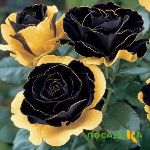 Роза Ханни Сикл купить по цене от 700р. в интернет-магазине «Посадика» с доставкой почтой в в Лукоянове и по всей России – [изображение №1].