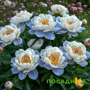 Пион акварельный Этюд купить по цене от 806р. в интернет-магазине «Посадика» с доставкой почтой в в Лукоянове и по всей России – [изображение №1].