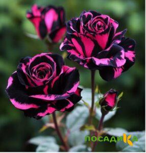 Роза Багровый Шепот купить по цене от 366р. в интернет-магазине «Посадика» с доставкой почтой в в Лукоянове и по всей России – [изображение №1].