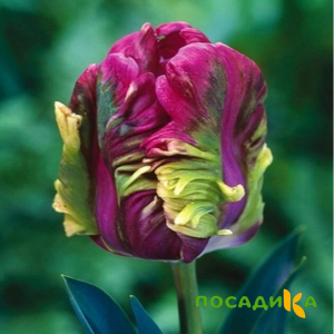 Тюльпан Экзотик Хэвен купить по цене от 186р. в интернет-магазине «Посадика» с доставкой почтой в в Лукоянове и по всей России – [изображение №1].