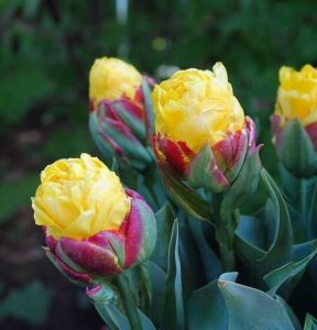 Тюльпан Айс Крим Банана купить по цене от 360р. в интернет-магазине «Посадика» с доставкой почтой в в Лукоянове и по всей России – [изображение №1].