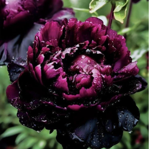 Пион Темный Сад купить по цене от 421р. в интернет-магазине «Посадика» с доставкой почтой в в Лукоянове и по всей России – [изображение №1].