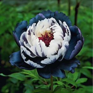 Пион Древовидный Инь-Янь купить по цене от 419р. в интернет-магазине «Посадика» с доставкой почтой в в Лукоянове и по всей России – [изображение №1].