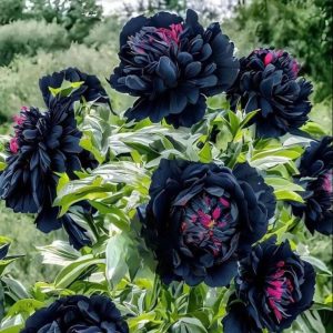 Пион древовидный Сердце Афродиты купить по цене от 600р. в интернет-магазине «Посадика» с доставкой почтой в в Лукоянове и по всей России – [изображение №1].