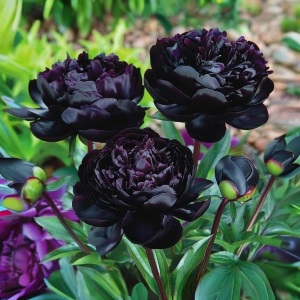 Пион Королевский Бархат купить по цене от 419р. в интернет-магазине «Посадика» с доставкой почтой в в Лукоянове и по всей России – [изображение №1].