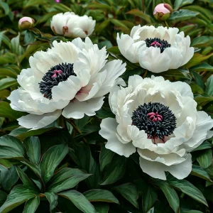 Пион Инк Эн купить по цене от 429р. в интернет-магазине «Посадика» с доставкой почтой в в Лукоянове и по всей России – [изображение №1].