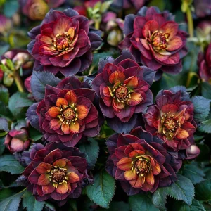 Морозник Сноу Дроп купить по цене от 348р. в интернет-магазине «Посадика» с доставкой почтой в в Лукоянове и по всей России – [изображение №1].