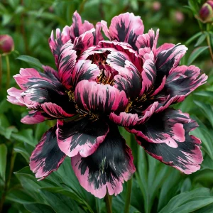 Пион Дроп Руби купить по цене от 469р. в интернет-магазине «Посадика» с доставкой почтой в в Лукоянове и по всей России – [изображение №1].