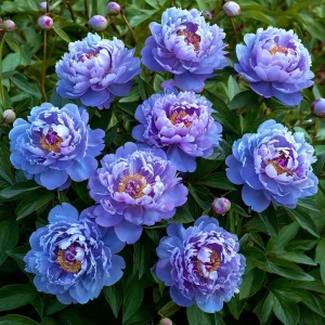 Пион Голубой лотос купить по цене от 590р. в интернет-магазине «Посадика» с доставкой почтой в в Лукоянове и по всей России – [изображение №1].