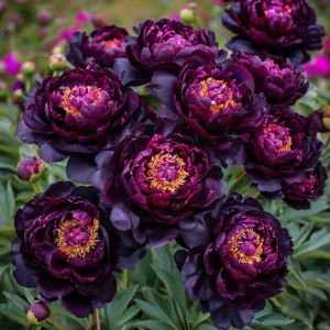 Пион Индиго Блаш купить по цене от 690р. в интернет-магазине «Посадика» с доставкой почтой в в Лукоянове и по всей России – [изображение №1].