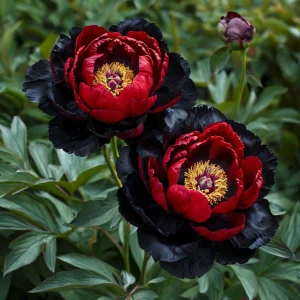 Пион Эбеновый Рубин купить по цене от 419р. в интернет-магазине «Посадика» с доставкой почтой в в Лукоянове и по всей России – [изображение №1].