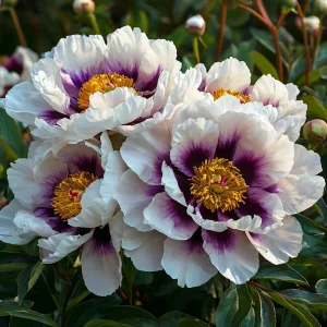 Пион Эко Саммер купить по цене от 548р. в интернет-магазине «Посадика» с доставкой почтой в в Лукоянове и по всей России – [изображение №1].