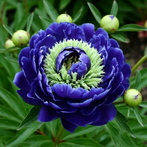 Пион Дримвивер купить по цене от 417р. в интернет-магазине «Посадика» с доставкой почтой в в Лукоянове и по всей России – [изображение №1].