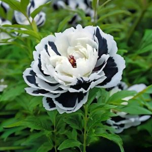 Пион Монохромный Шик купить по цене от 429р. в интернет-магазине «Посадика» с доставкой почтой в в Лукоянове и по всей России – [изображение №1].