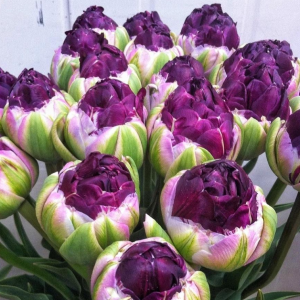 Тюльпан Анаконда купить по цене от 450р. в интернет-магазине «Посадика» с доставкой почтой в в Лукоянове и по всей России – [изображение №1].