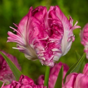 Тюльпан махровый Кул Кристал купить по цене от 400р. в интернет-магазине «Посадика» с доставкой почтой в в Лукоянове и по всей России – [изображение №1].