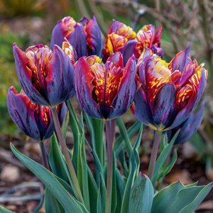 Тюльпан Опал Дрим купить по цене от 207р. в интернет-магазине «Посадика» с доставкой почтой в в Лукоянове и по всей России – [изображение №1].